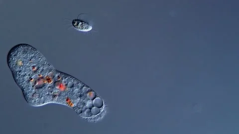 Microscopic amoeba protozoa 400x 库存影片 310650352