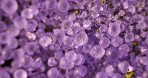 Microscopic analysis of this triarylmethane dye showing vibrant purple crystals, Stock Footage 303633499