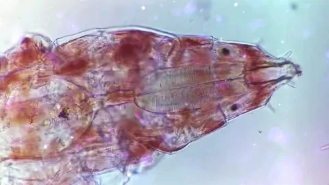 Microscopic animal ideal for your lab scenes Stock Footage 201329112