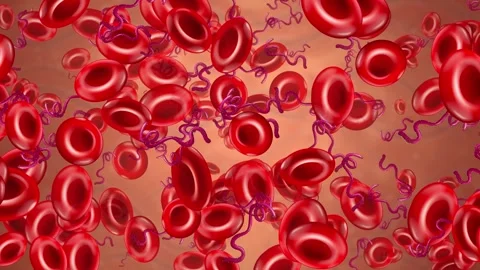 Microscopic Animated Background of Red Blood Cells and Bacteria Drifting Right Stock Footage 341644115