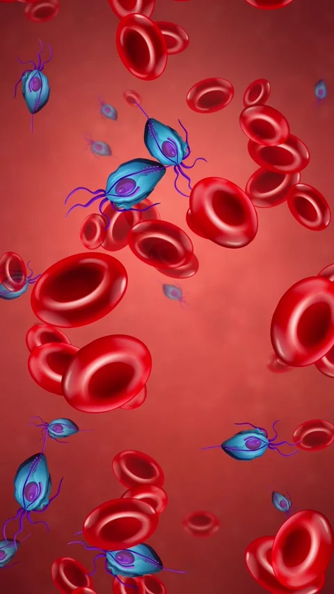 Microscopic Animation of Blue Parasites Drifting Among Red Blood Cells Video stock 343471610
