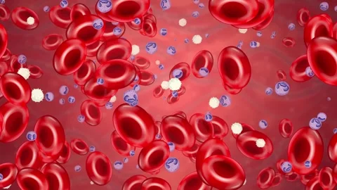 Microscopic Animation of Red and White Blood Cells Drifting Right Stock Footage 344835058
