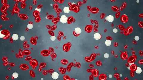 Microscopic Animation of Red and White Blood Cells Falling Downward Stock Footage 345297119