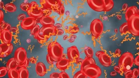 Microscopic Animation of Red Blood Cells and Bacteria Drifting Right Stock Footage 341558275