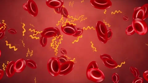 Microscopic Animation of Red Blood Cells and Bacteria Drifting Right Stock Footage 342315699