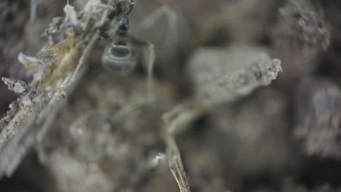 Microscopic Ant Crawling Over Dirt Stock Footage 344223908