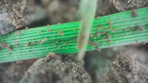 Microscopic Ant Crawling Under Grass Blade Stock Footage 344208606