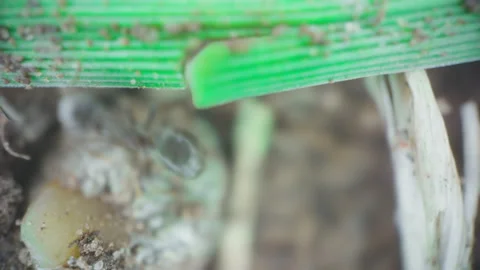 Microscopic Ant Crawling Under Grass Blade Stock Footage 344228952