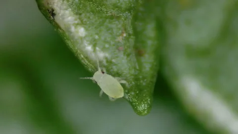 Microscopic Aphid Parasite Climbing On Green Cultivated Plant Leaf Stock Footage 169211763