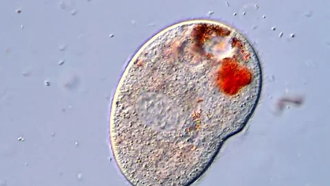 Microscopic Aquatic Ciliates Displaying Rapid Cellular Motion Video stock 318946323
