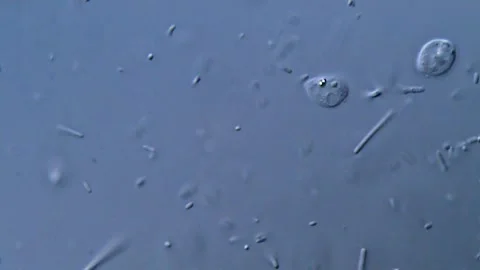 Microscopic Bacteria and protozoa parasite Observation, 1000x 動画素材 317140989