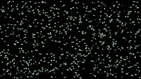 Microscopic bacteria and viruses 3D rendering, movement of green articles on a Stock Footage 215659521