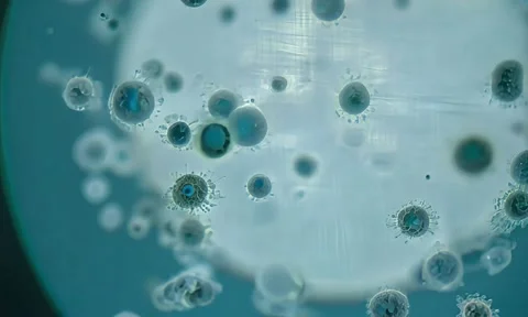 Microscopic Bacteria Motion in Fluid 4K Stock Footage 347105432