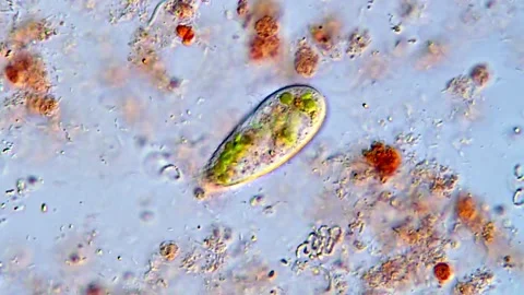 Microscopic Behavior of Active Ciliophora Protozoa 库存影片 317886565
