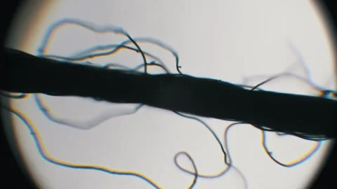 Microscopic Black Sewing Thread Individual Fibers Stock Footage 320891275