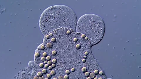 Microscopic Breakdown of a Ciliate Cell, 400x Video stock 317107322