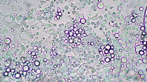 Microscopic Bubbles: Abstract Microscopic Exploration in Vibrant Colors, Ci.. Vídeo Stock 341925976