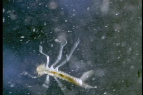 A microscopic bug swims through the water. Stock Footage 552060