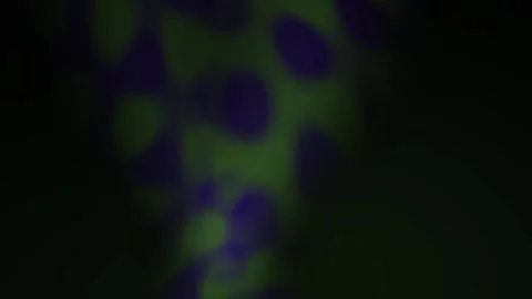 Microscopic cells in a laboratory setting with blue and green fluorescence. Stock Footage 335532031