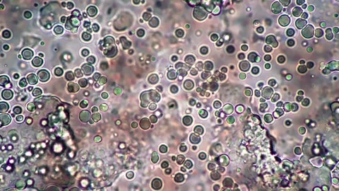 Microscopic Cells in a Petri Dish Showing Detailed Cellular Structures Видео 341925931
