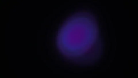 Microscopic Cells Under Fluorescence. Stock Footage 335113306