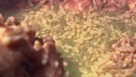 Microscopic cellular bacterial microbial activities Stock Footage 328498513