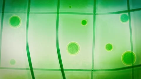 Microscopic Chlorophyll Cells in Plant Stock Footage 321321684