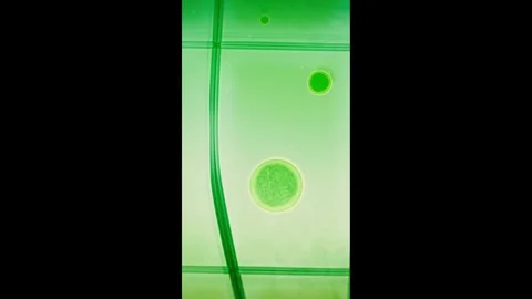 Microscopic Chlorophyll Cells in Plant - Vertical Re-Render Stock Footage 325752770