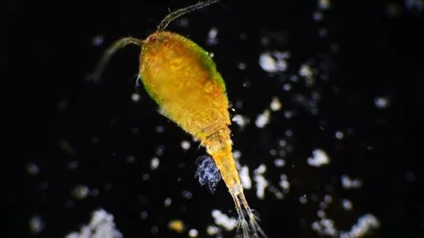 Microscopic close-up of a copepod, highlighting its body covered in a thin .. Stock Footage 270517950