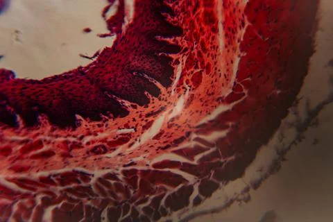 A microscopic close-up image showing a stained fragment of biological. Stock Photos
