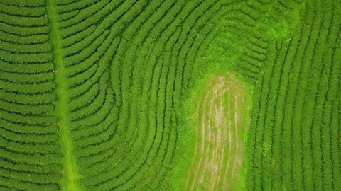Microscopic Close-up of Parallel Leaf Veins Texture Video stock 310243223
