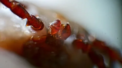 Microscopic close-up of a tick moving its legs and head with a spike, illum.. Stock Footage 270517922