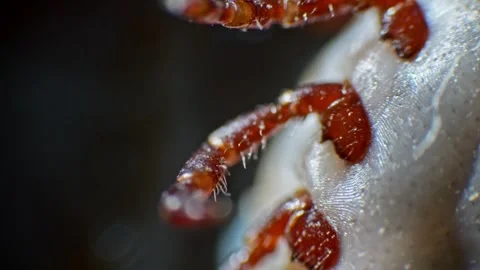 Microscopic close-up of a tick moving its legs and head with a spike, illum.. Stock Footage 270517943