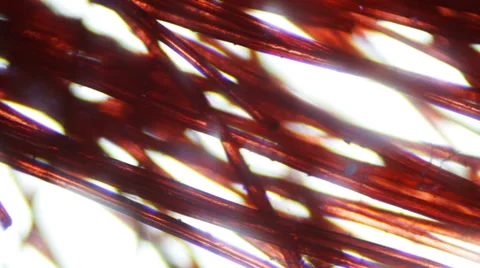 Microscopic Closeup of Red hairs moving and focusing against white background Stock-Footage 64901720