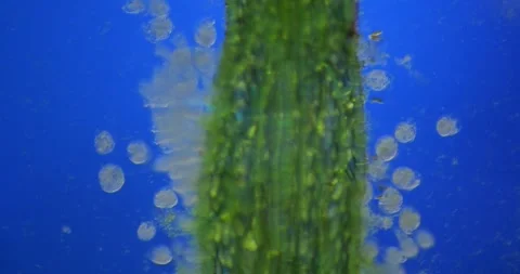 Microscopic colony of unknown microorganisms clinging to algae stem, filtering Stock Footage 313595229