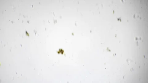 Microscopic creature exhibiting dynamic motion on bright background for research Stock Footage 344086028