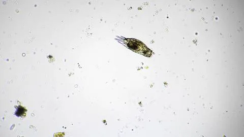 Microscopic creature exhibiting dynamic motion on bright background for research Stock Photos