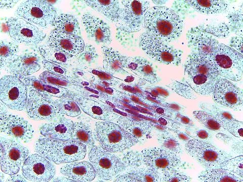 Microscopic Cross-Section of Arum Maculatum Anther Showing Pollen Sac Foto stock