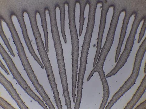 Microscopic Cross Section of Coprinus Mushroom Gills and Basidiospore Product 写真素材