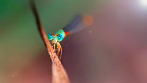 Microscopic damselfly resting on a branch, gracious and fragile insect Stock Photos