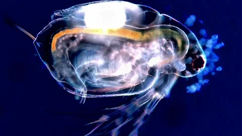 Microscopic Dark Field View of Live Water Flea Organism, 200x Stock-Footage 317835905