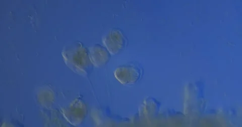 Microscopic ecosystem showing vivid blue protozoa swimming, interacting, pulsing Stock Footage 313593921