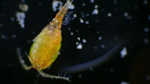 Microscopic examination of a copepod, showing its cuticle-covered body and .. Stock Footage 270941741