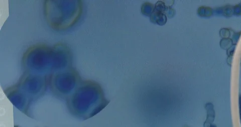 Microscopic examination, sample enlargement Stock Footage 126705333