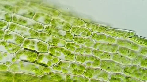 Microscopic Exploration of Moss Leaf Cells, 400x magnification Stock-Footage 320457455