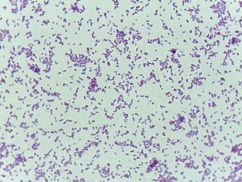 Microscopic Field of Purple Rod-Shaped Bacteria (Bacilli) in Dense, Cluster.. 스톡 사진