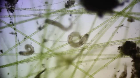 Microscopic filamentous algae and mosquito larvae Stock Footage 59514092