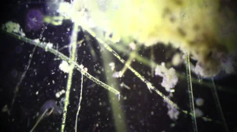 Microscopic Filamentous Algae and Mosquito Larvae Stock Footage 65013442