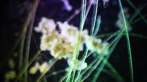 Microscopic Filamentous Algae and Mosquito Larvae Stock Footage 65013446
