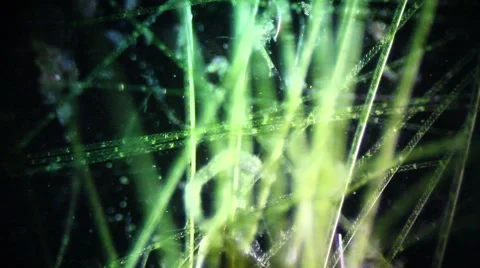 Microscopic Filamentous Algae and Mosquito Larvae Stock Footage 65013464